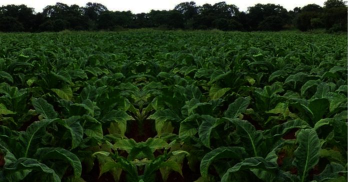 Tobacco Farmers Take to the Streets