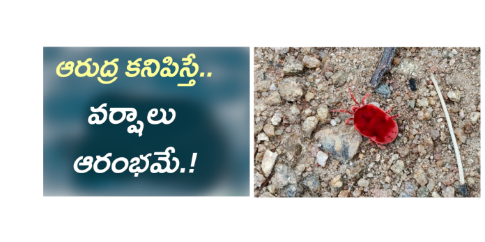 రైతు నేస్తం.. తొలకరి జల్లుల్లో ఆరుద్ర సందడి!