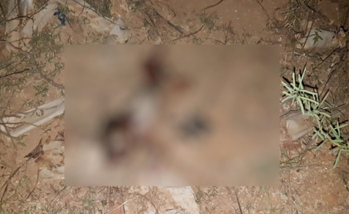 Baby's body found in bushes