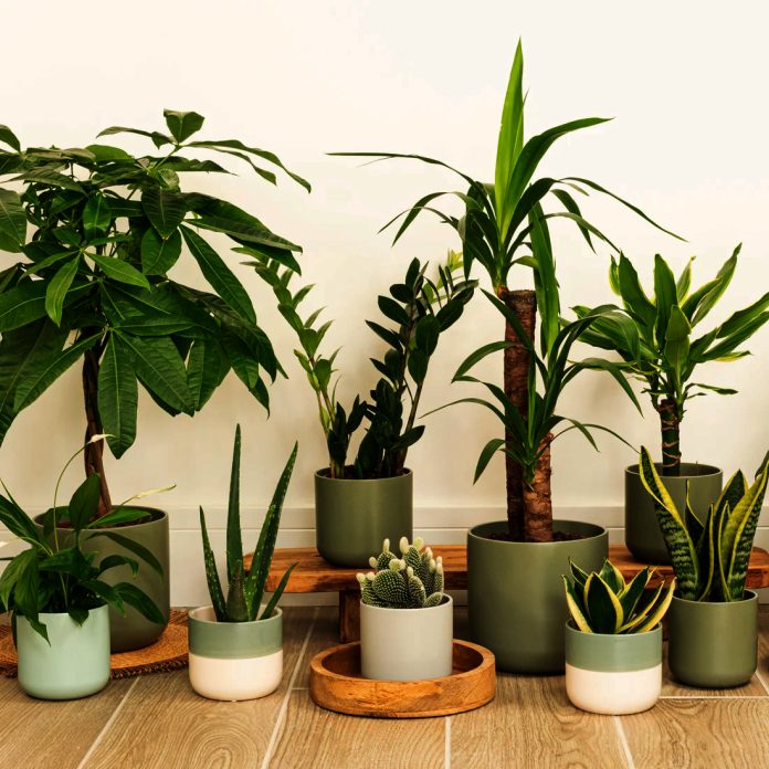 If possible, a few plants...
