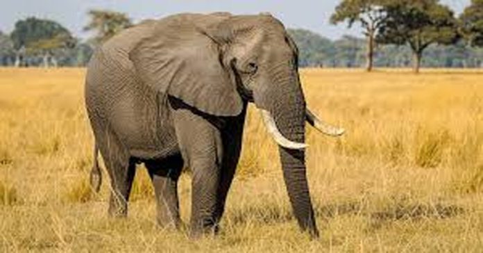 IPS officer's wife dies in elephant attack