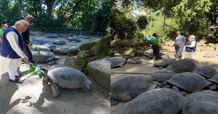 'Jonathan,' the tortoise that entered the Guinness World Records as the oldest living land animal in the world.