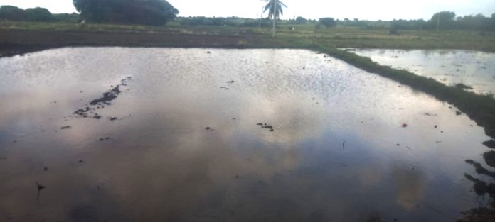 ఆరుద్రలో సన్నాలకు సమస్య