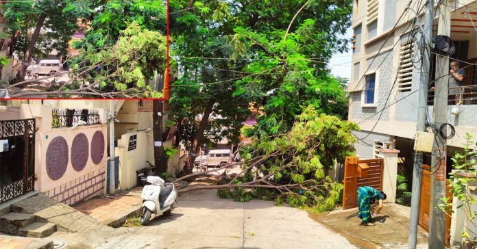 కాలనీ రోడ్డుకు అడ్డంగా విరిగిన చెట్టు..తొలగించని అధికారులు