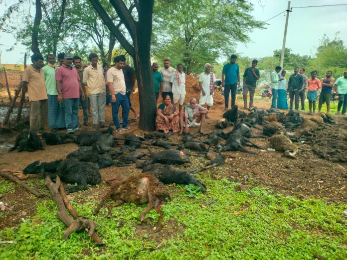 వీధి కుక్కల దాడిలో44 మూగ జీవాలు మృత్యువాత