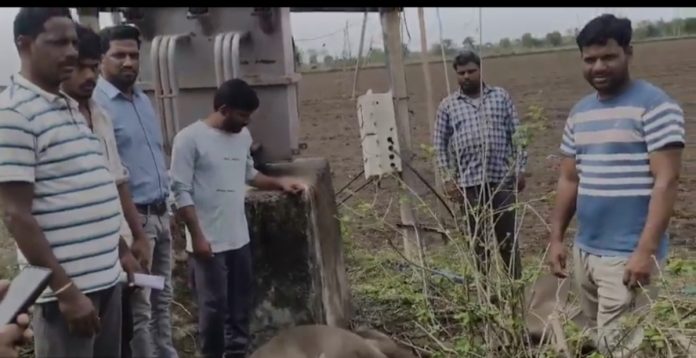 Two buffaloes die of electrocution.
