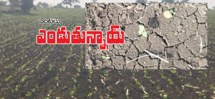 వర్షాలు లేక ఎండుతున్న పంటలు