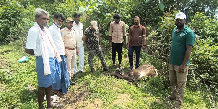 Cow killed in leopard attack