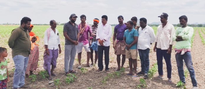 Farmers should cultivate crops that require limited irrigation.