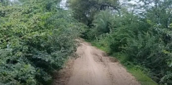 Thorny bushes on the tank bund must be removed.