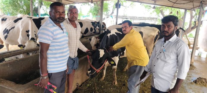 పశువులకు ముద్ద చర్మవ్యాధి నివారణ టీకాలు