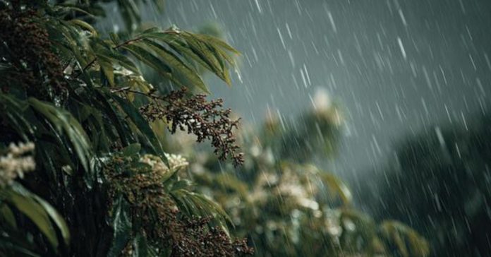 వర్షాకాలంలో ఇలా….
