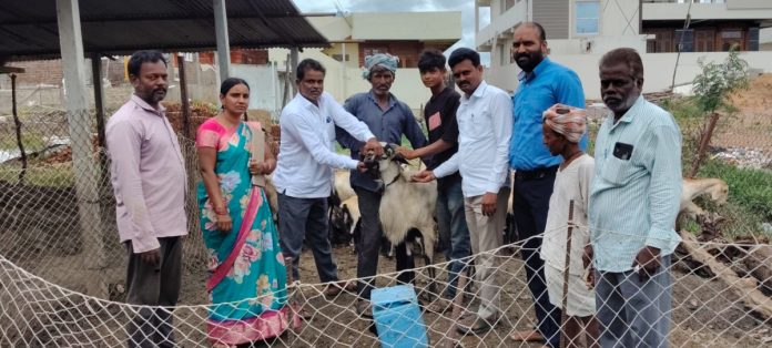 పశువులకు గాలికుంటు వ్యాధి నివారణ చర్యలు