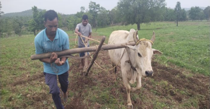 హృదయ విదారక ఘటన..కాడెద్దుగా మారిన తమ్ముడు