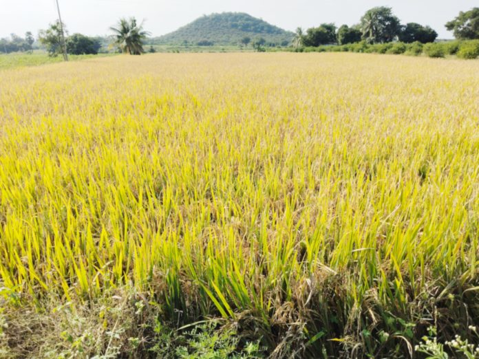 ఆన్లైన్లో నమోదైతేనే బోనస్