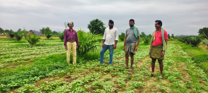 వర్షాభావ పరిస్థితుల్లో ప్రత్యామ్నాయ పంటల సాగు