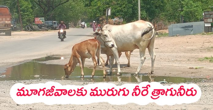 For voiceless animals, sewage water is the only drinking water.