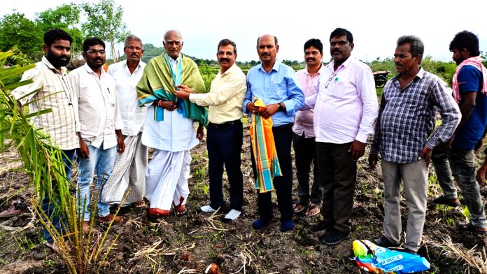 ఆయిల్ పామ్ దీర్ఘకాలిక పంట