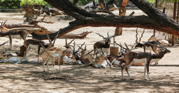 Over a dozen blackbucks die after falling into a well.