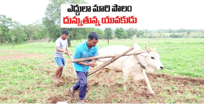 కాడెద్దుగా మారిన తమ్ముడు