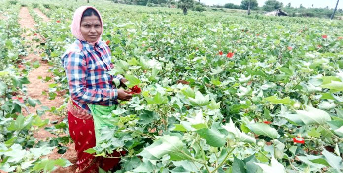 కౌలుపై ఎల్నినో పిడుగు