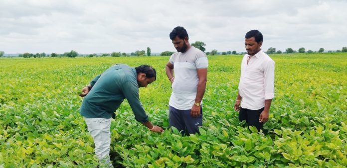 సోయాబీన్, మినుము, కంది పంటల పరిశీలన