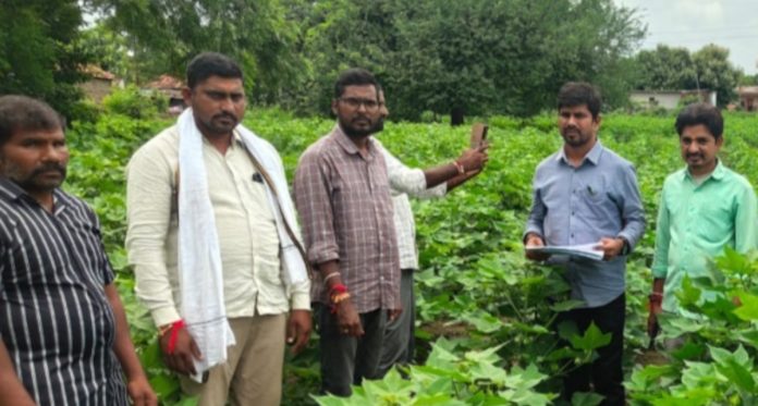 In-charge AO Raju inspected the crops.