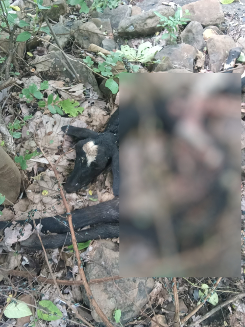మొన్న డోడర్నాలో.. నేడు బ్రమేశ్వరలో చిరుత దాడి