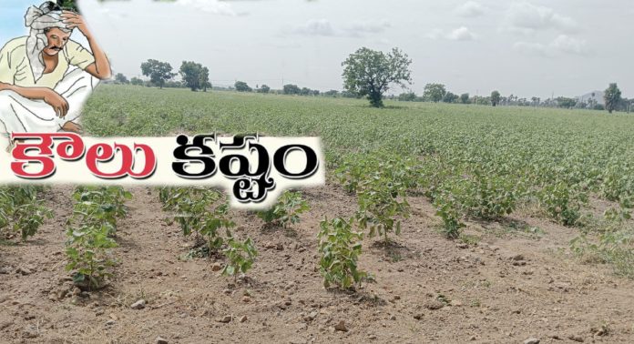 కౌలు రైతుల కష్టాలు.. తీరేదట్టా.?