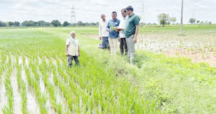 శాస్త్రీయ పద్ధతులతో
అధిక దిగుబడులు