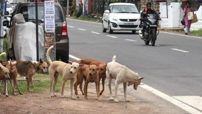 కుక్కల భయంతో 10 పాఠశాలలకు సెలవులు