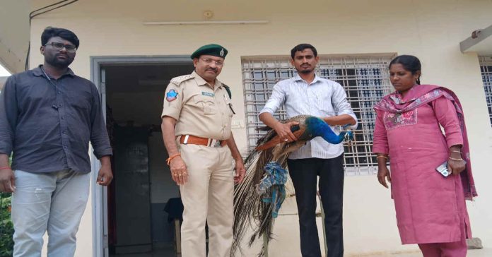 జాతీయ పక్షిని రక్షించిన ఫారెస్ట్ అధికారులు