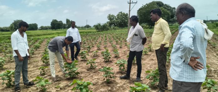 పత్తి పంటను పరిశీలించిన ఏఈఓ విశాల్ గౌడ్
