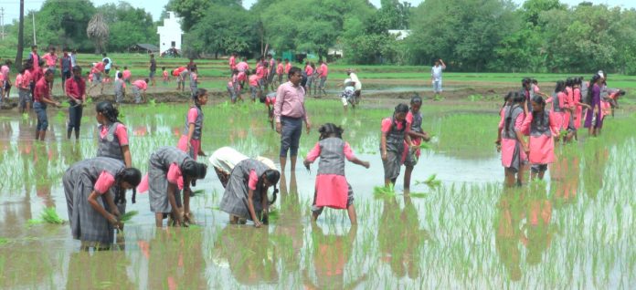 వ్యవసాయ క్షేత్రంలో కేరళ హైస్కూల్ విద్యార్థులు