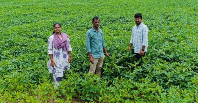 పంటలు పరిశీలించిన ఏవో రాజు