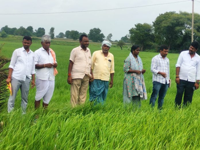 వరి పంటలో ఆకుచుట్టు, కాండం తొలుచు పురుగు గుర్తింపు