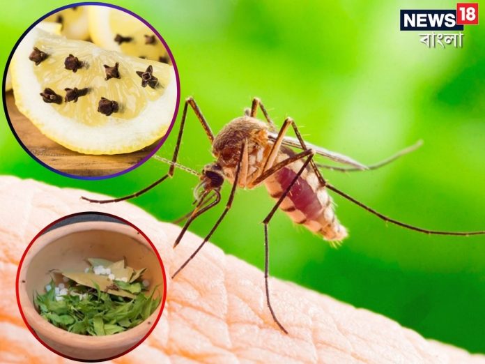 దోమల నివారణకు…