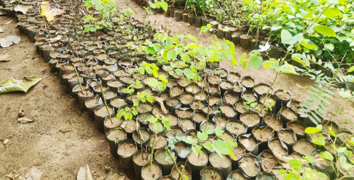 నిధులు స్వాహా…మొక్కలు ‘శూన్యం’