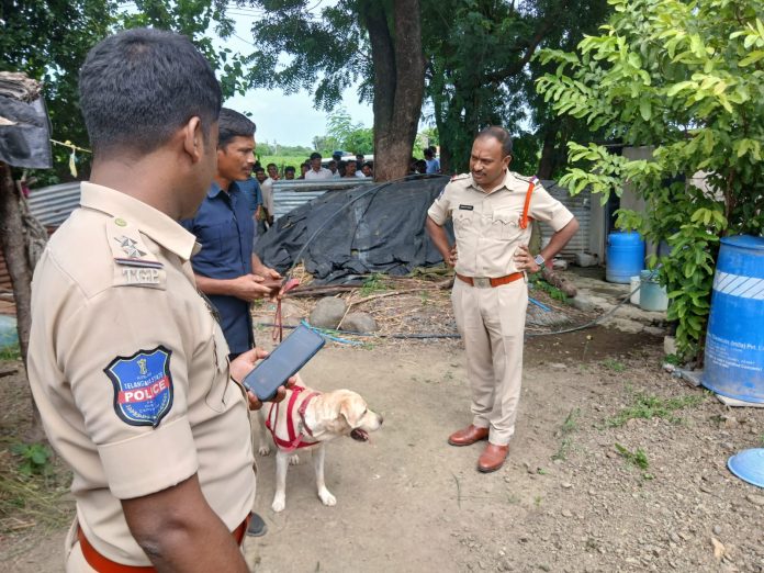 గంజాయి మొక్కలు పట్టివేత