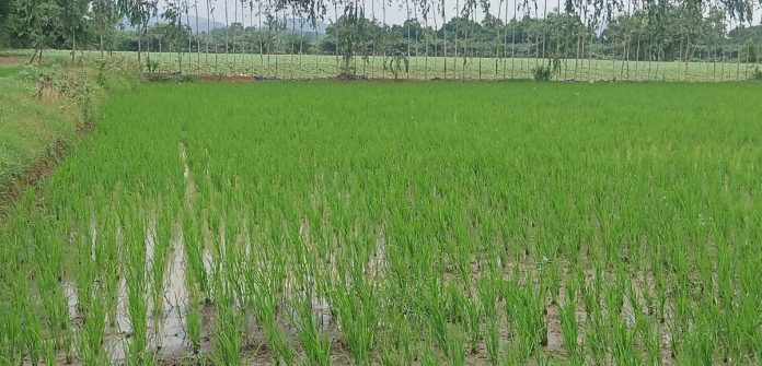 Rainfall deficit during the monsoon season