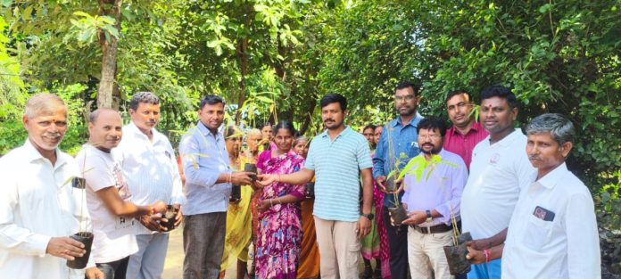 వెదురు మొక్కలు పంపిణీ