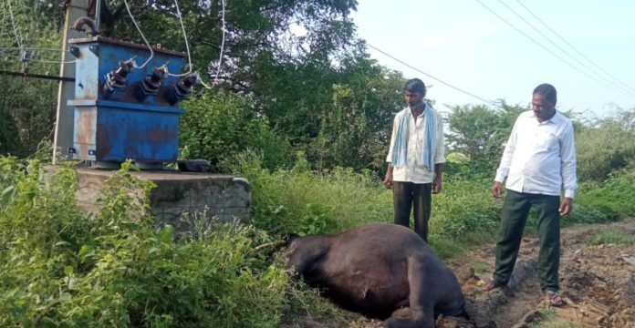విద్యుద్ఘాతంతో పాడి గేదే మృత్యువాత