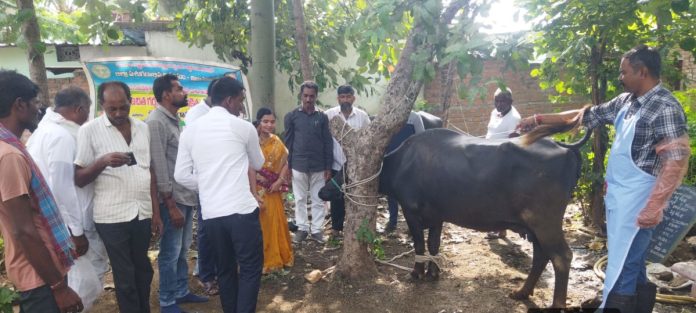 పశువైద్య శిబిరాలను వినియోగించుకోవాలి: సర్పంచ్ Veterinary camps should be utilized: Sarpanch