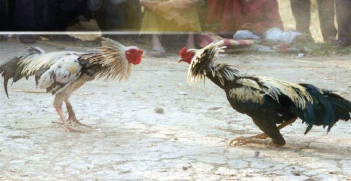 కోడిపందాల, పేకాట స్థావరాలపై పోలీసుల దాడులు