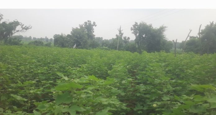 పంటలకు జీవం.. కొనసాగితే నష్టం Life for crops.. if it continues, it will be a loss.