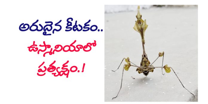 ఆకుల్లా కనిపించే అరుదైన కీటకం