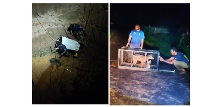 Foxes fell into the agricultural well