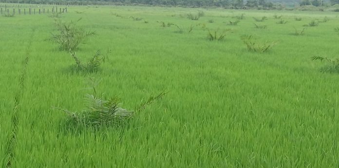 Joy with rain.. life for crops